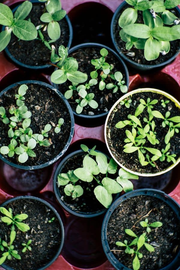 Apartment Garden Course